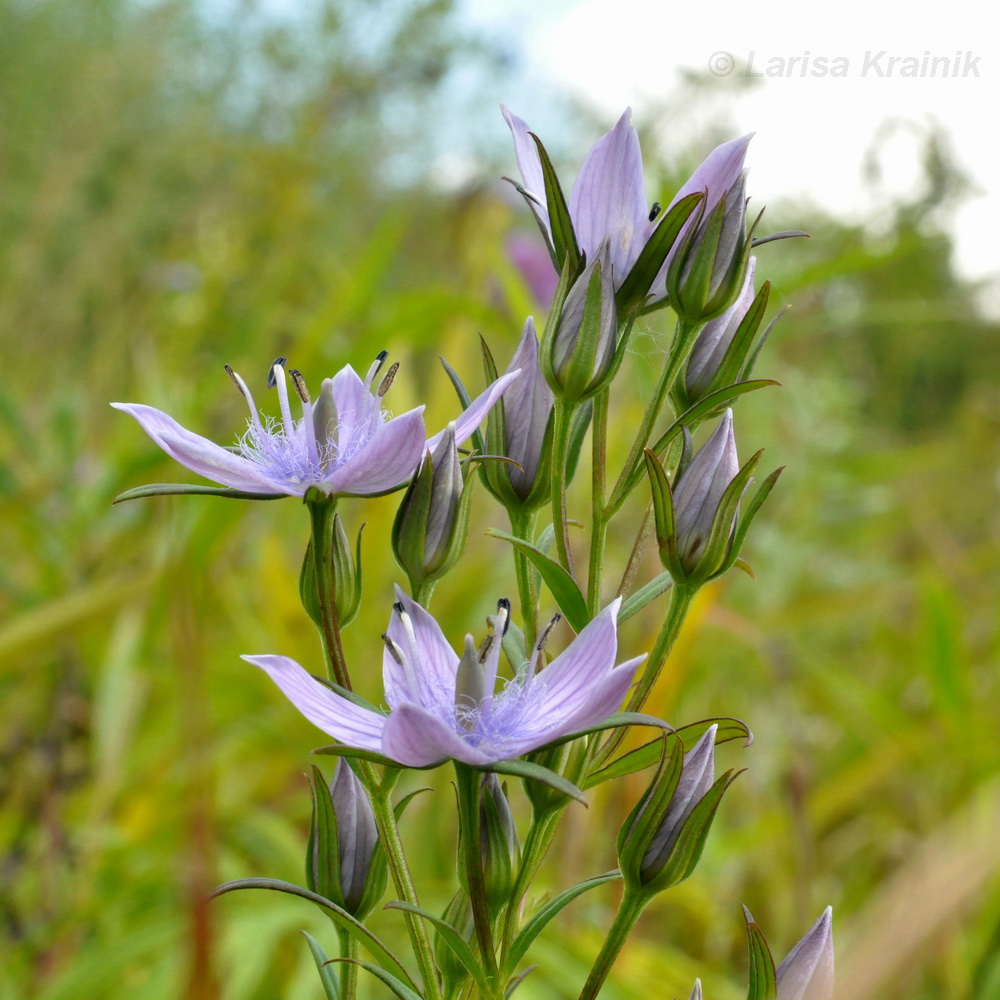 Image of Ophelia diluta specimen.