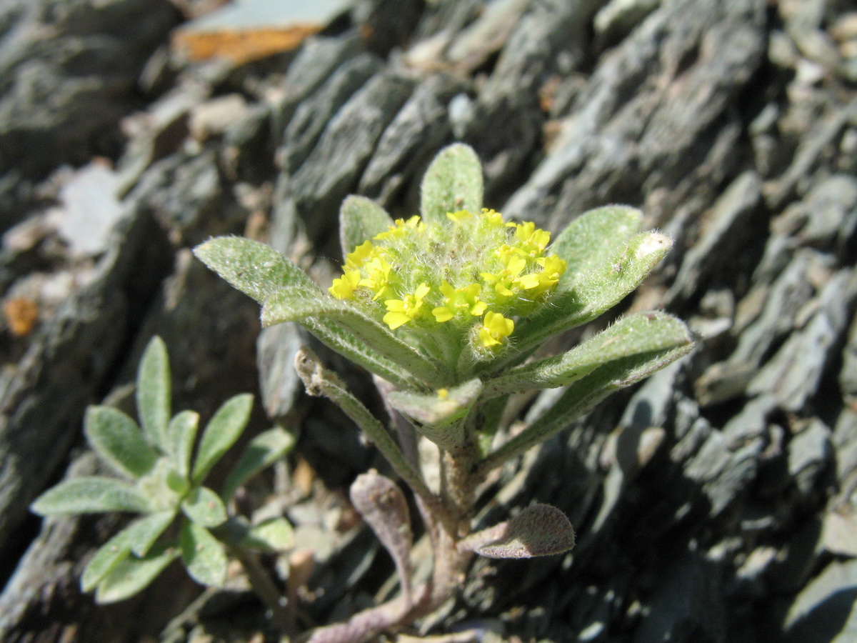 Изображение особи Alyssum szovitsianum.