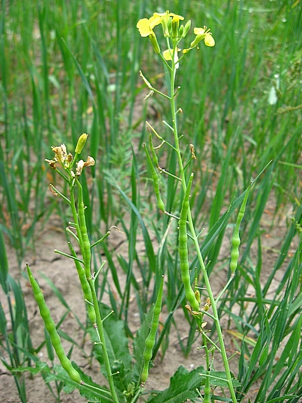 Изображение особи Raphanus raphanistrum.