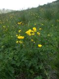 Ranunculus caucasicus