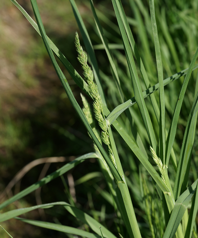 Изображение особи Dactylis glomerata.