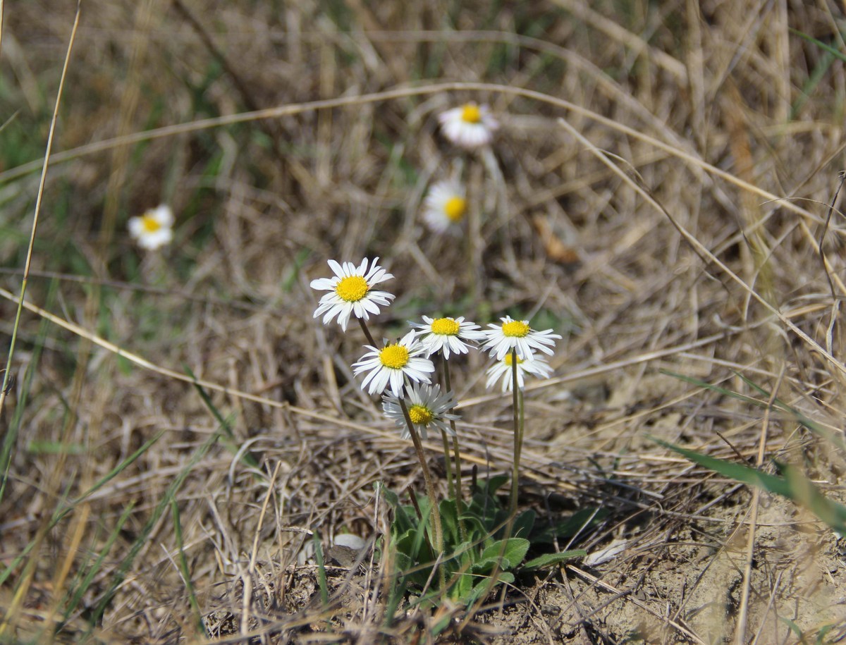 Image of Bellis sylvestris specimen.
