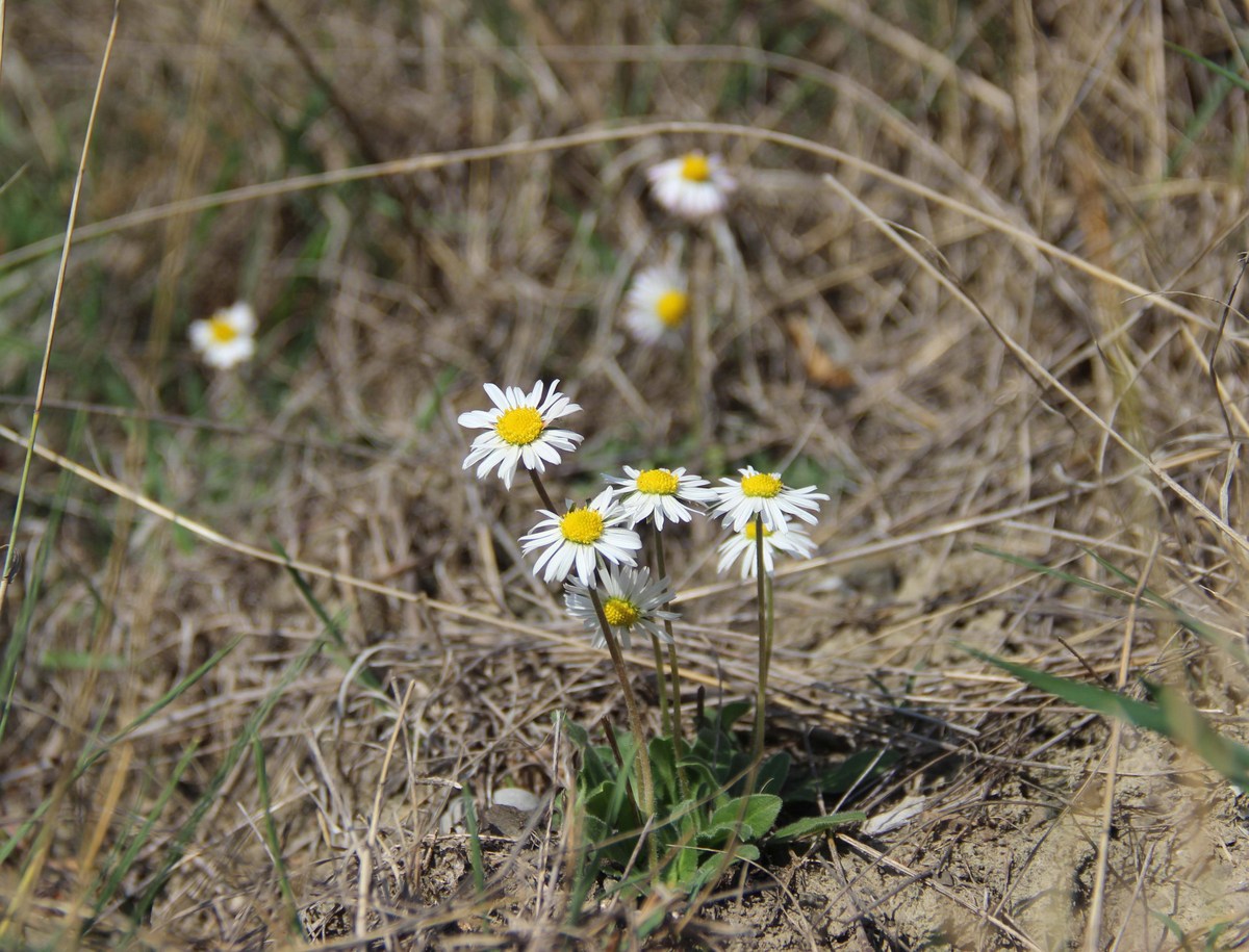 Изображение особи Bellis sylvestris.