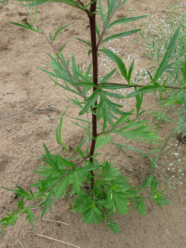 Image of Artemisia vulgaris specimen.