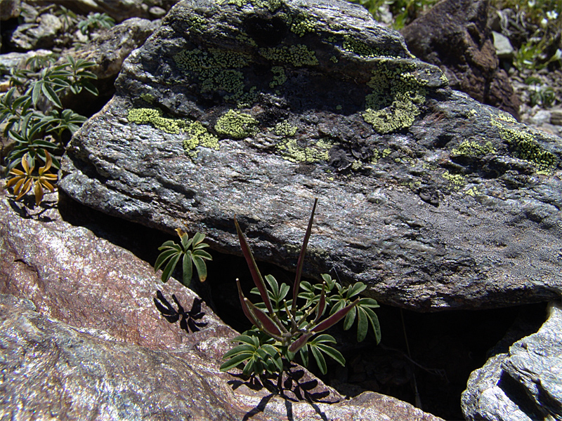 Image of Cardamine bipinnata specimen.