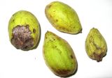 Juglans mandshurica. Опавшие с дерева плоды (справа - недоразвитый, слева - погрызенный белкой). Томская обл., г. Томск, парк \"Университетская роща\". 28.08.2009.