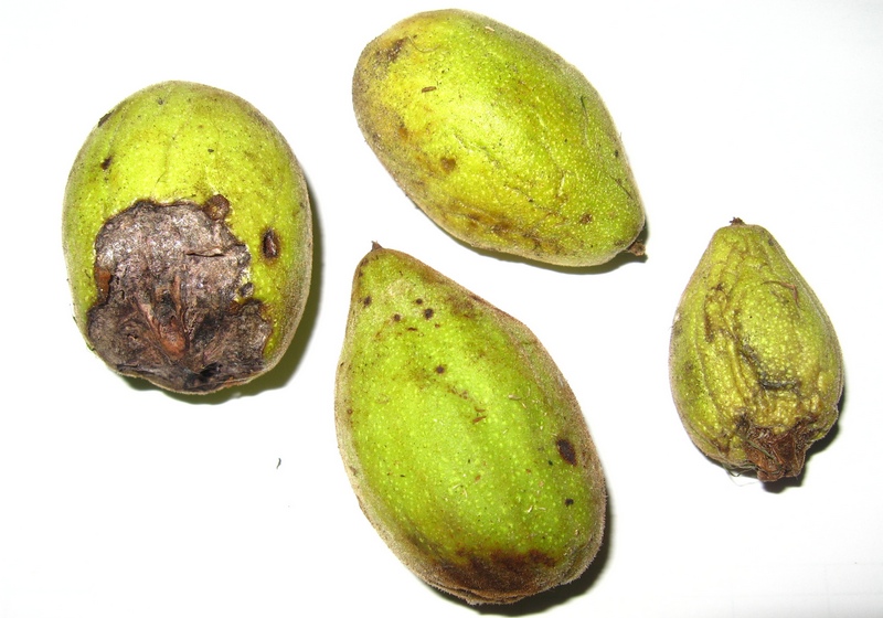 Image of Juglans mandshurica specimen.