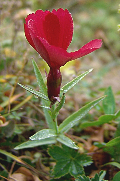 Изображение особи Dianthus vladimiri.