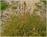 Salsola tragus. Плодоносящее растение. Чувашия, окр. г. Шумерля, ст. Кумашка, ж/д насыпь. 11 сентября 2009 г.