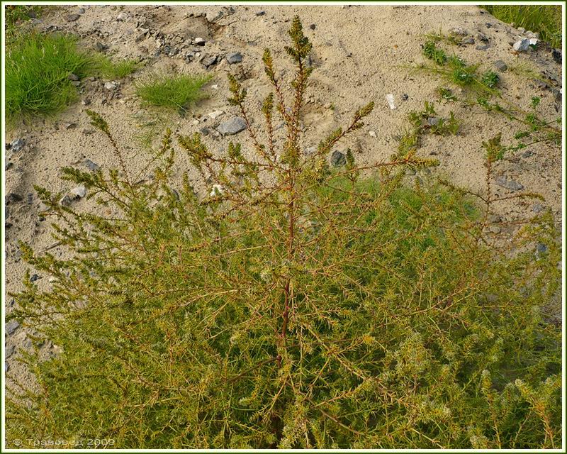 Image of Salsola tragus specimen.