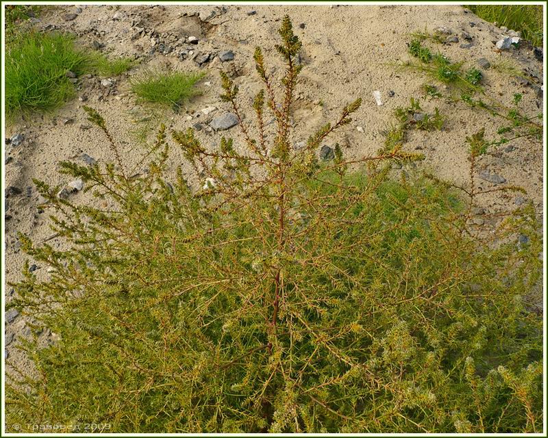 Изображение особи Salsola tragus.