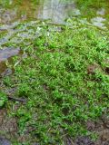 Callitriche palustris