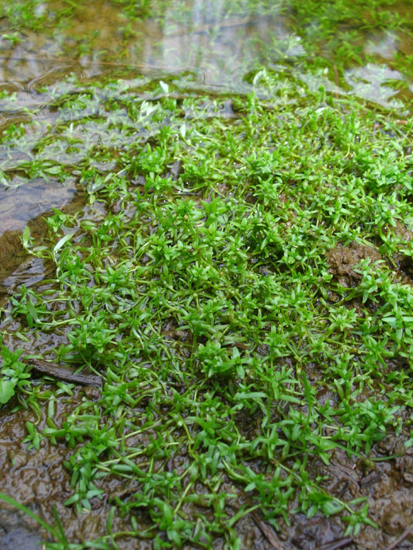 Изображение особи Callitriche palustris.