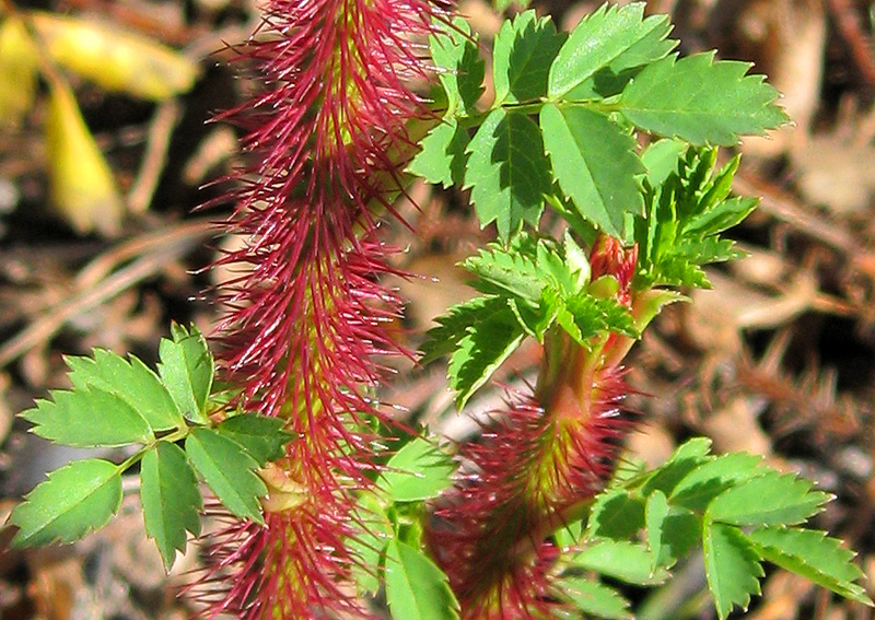 Изображение особи Rosa spinosissima.