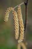 Corylus avellana. Ветвь с мужскими серёжками. Московская обл., Раменский р-н, окр. дер. Хрипань. 27.04.2009.