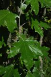 Populus alba