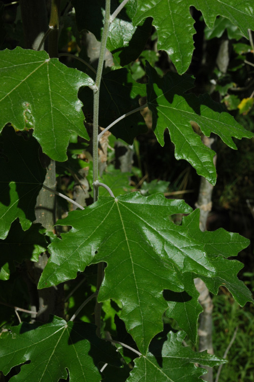 Изображение особи Populus alba.