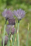 Allium karelinii