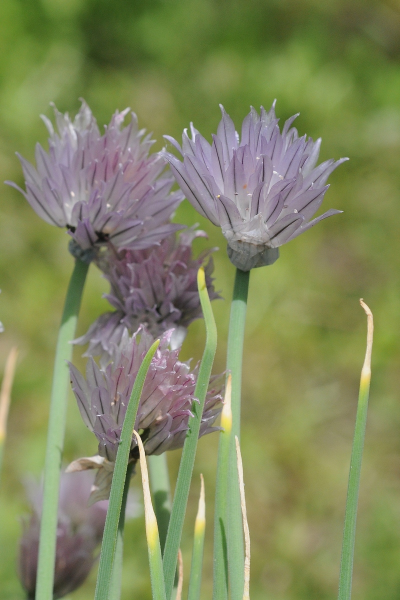 Image of Allium karelinii specimen.