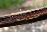 Filipendula ulmaria. Основание прошлогоднего стебля с молодыми апотециями дискомицета. Окр. Архангельска, окраина леса. 12.08.2015.