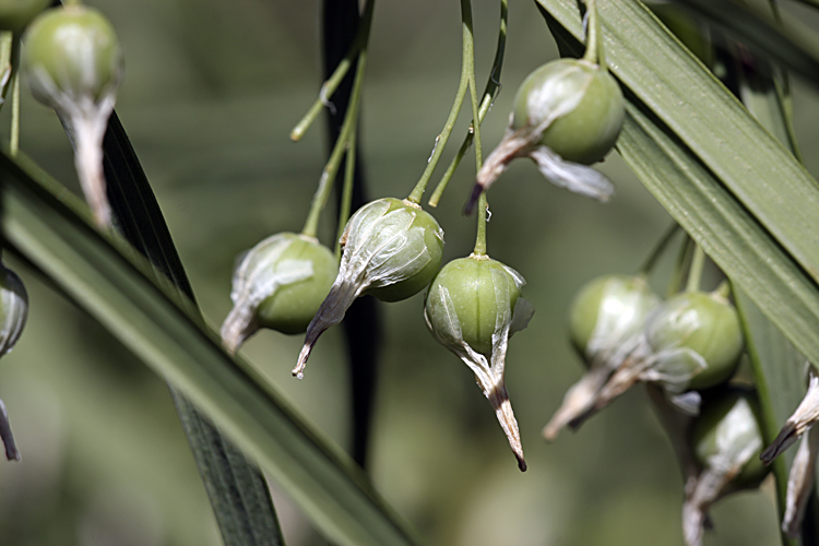 Изображение особи Polygonatum sewerzowii.
