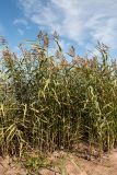 Phragmites australis