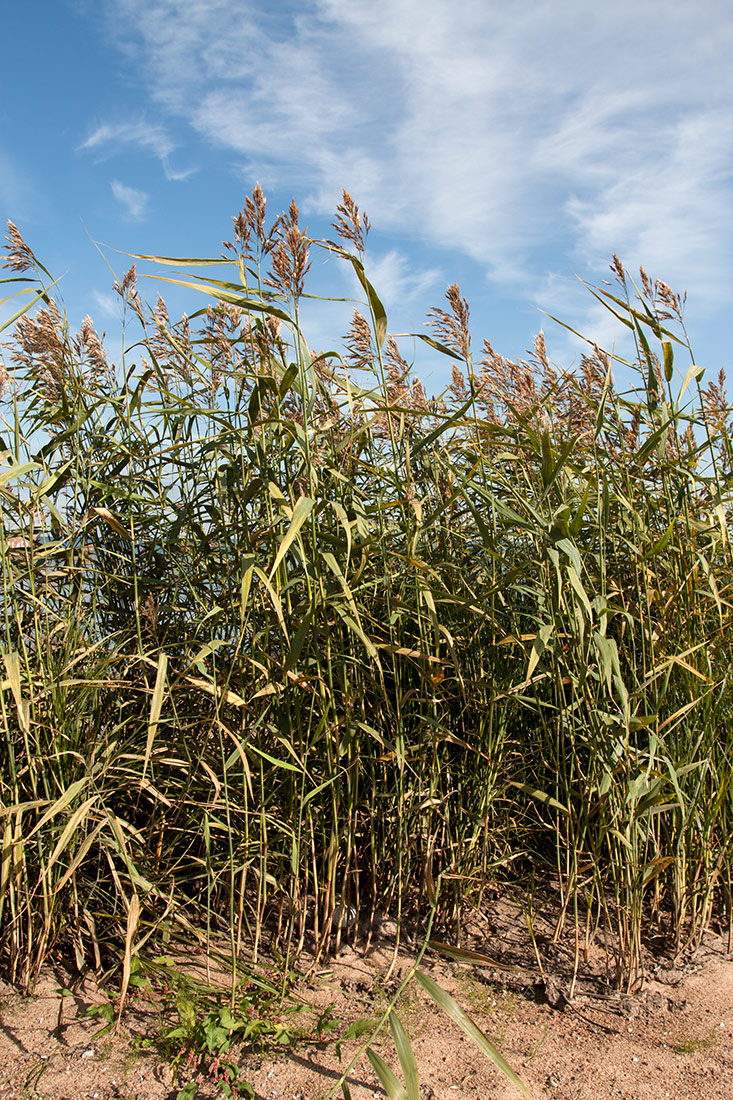 Изображение особи Phragmites australis.