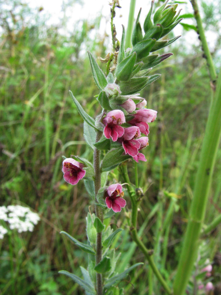 Изображение особи Odontites vulgaris.