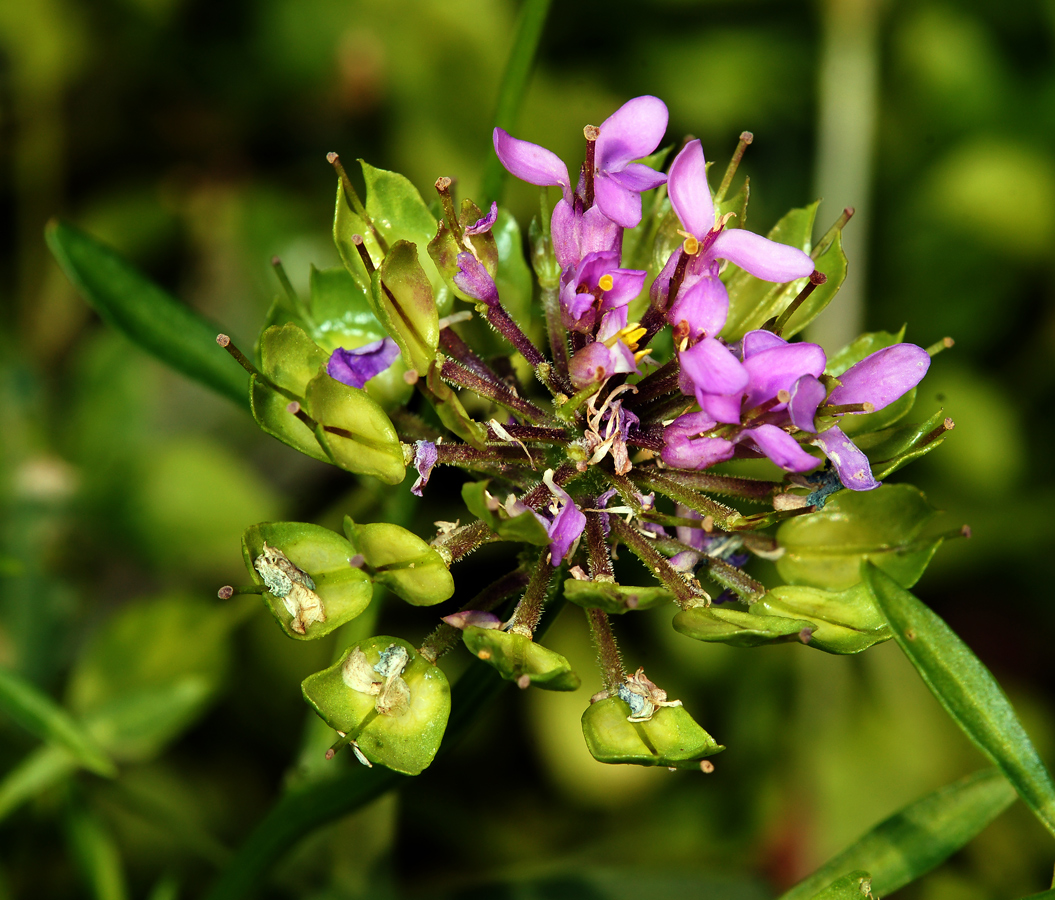 Изображение особи Iberis umbellata.