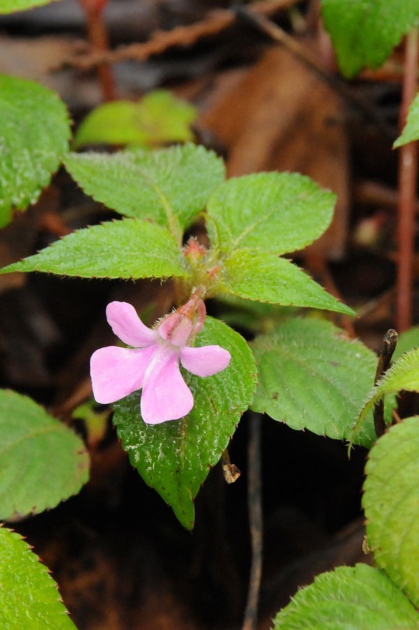 Image of Impatiens arguta specimen.