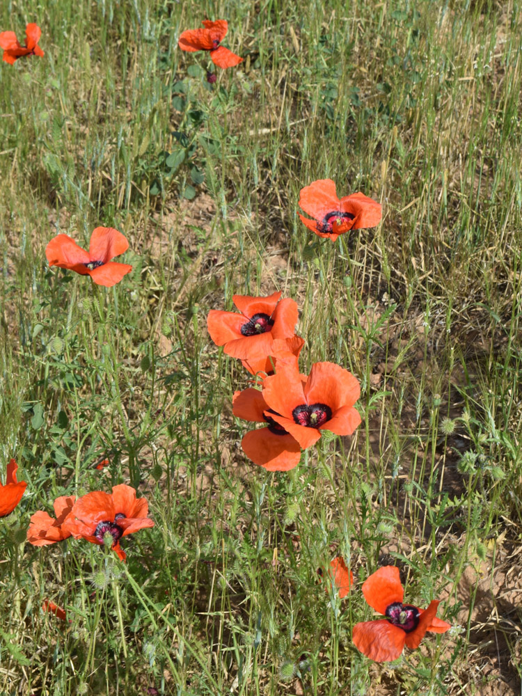 Изображение особи Papaver pavoninum.