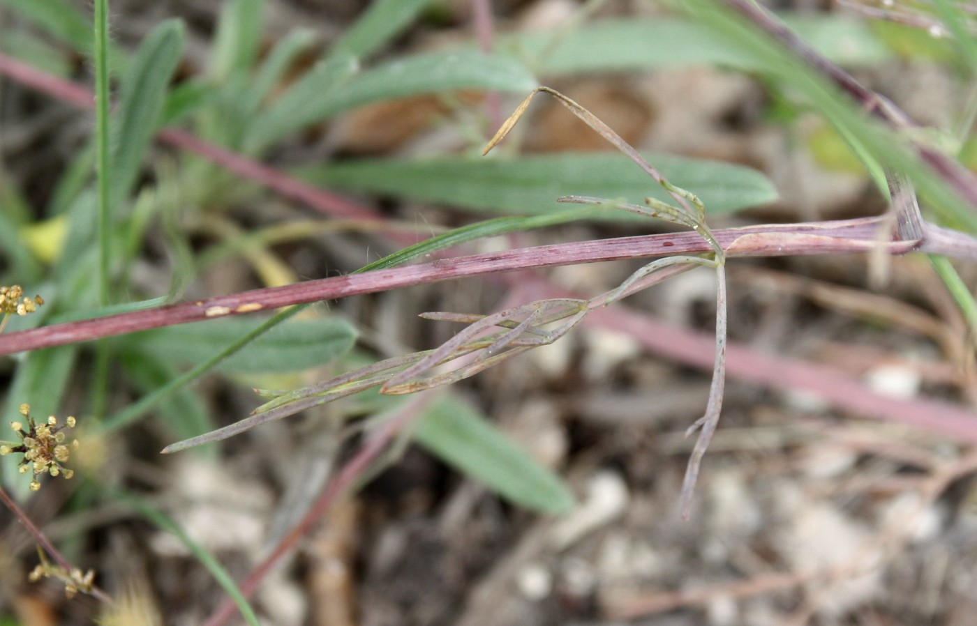 Изображение особи Rumia crithmifolia.