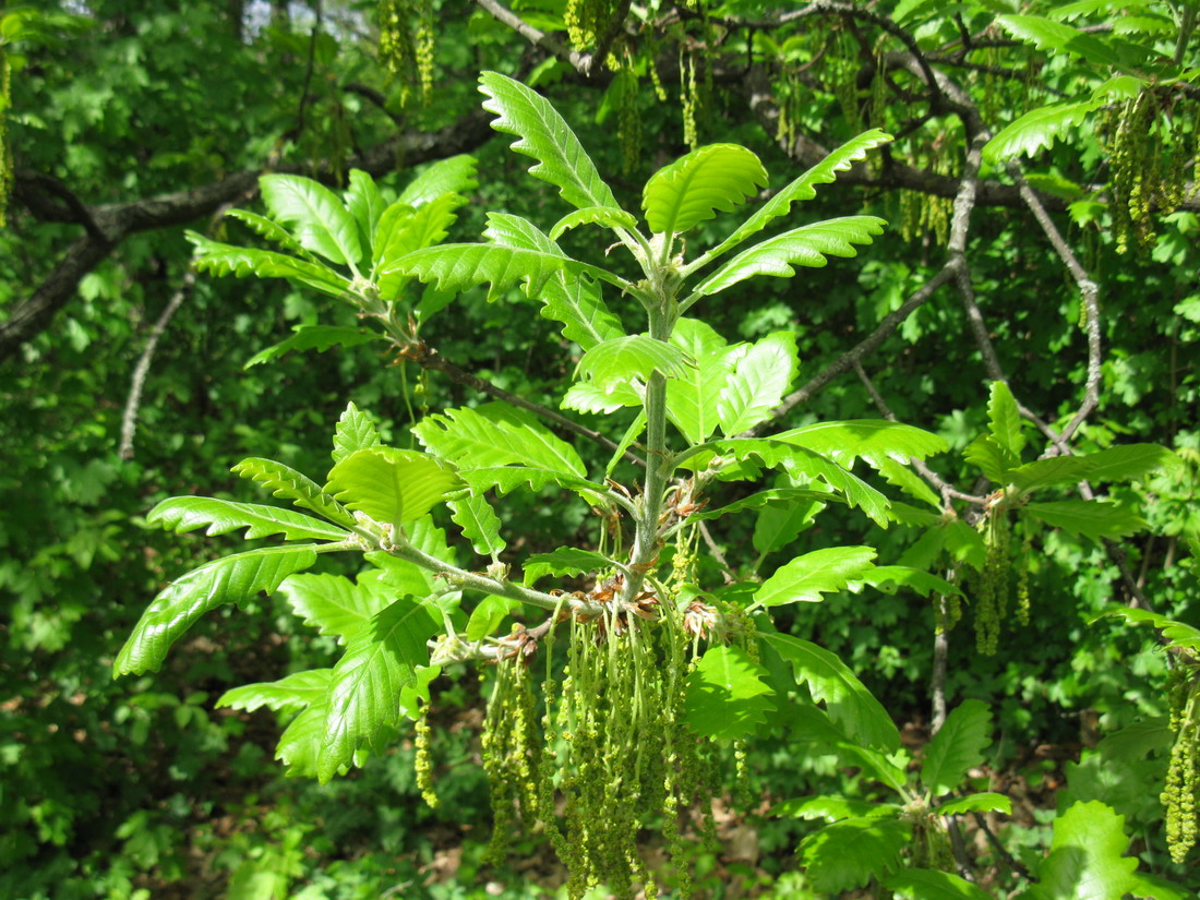 Изображение особи Quercus macranthera.