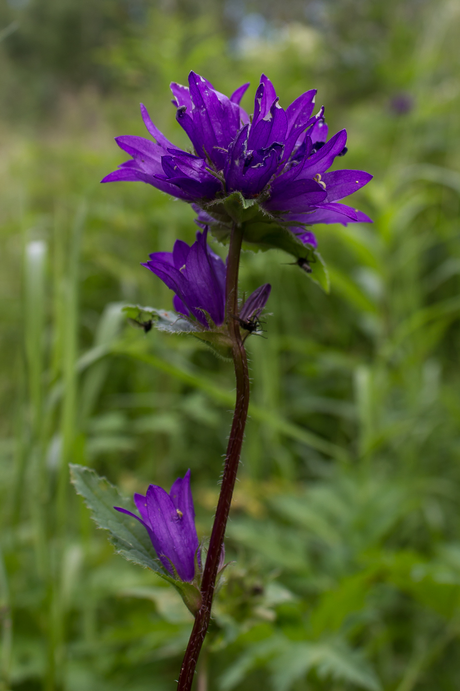 Image of Campanula glomerata specimen.