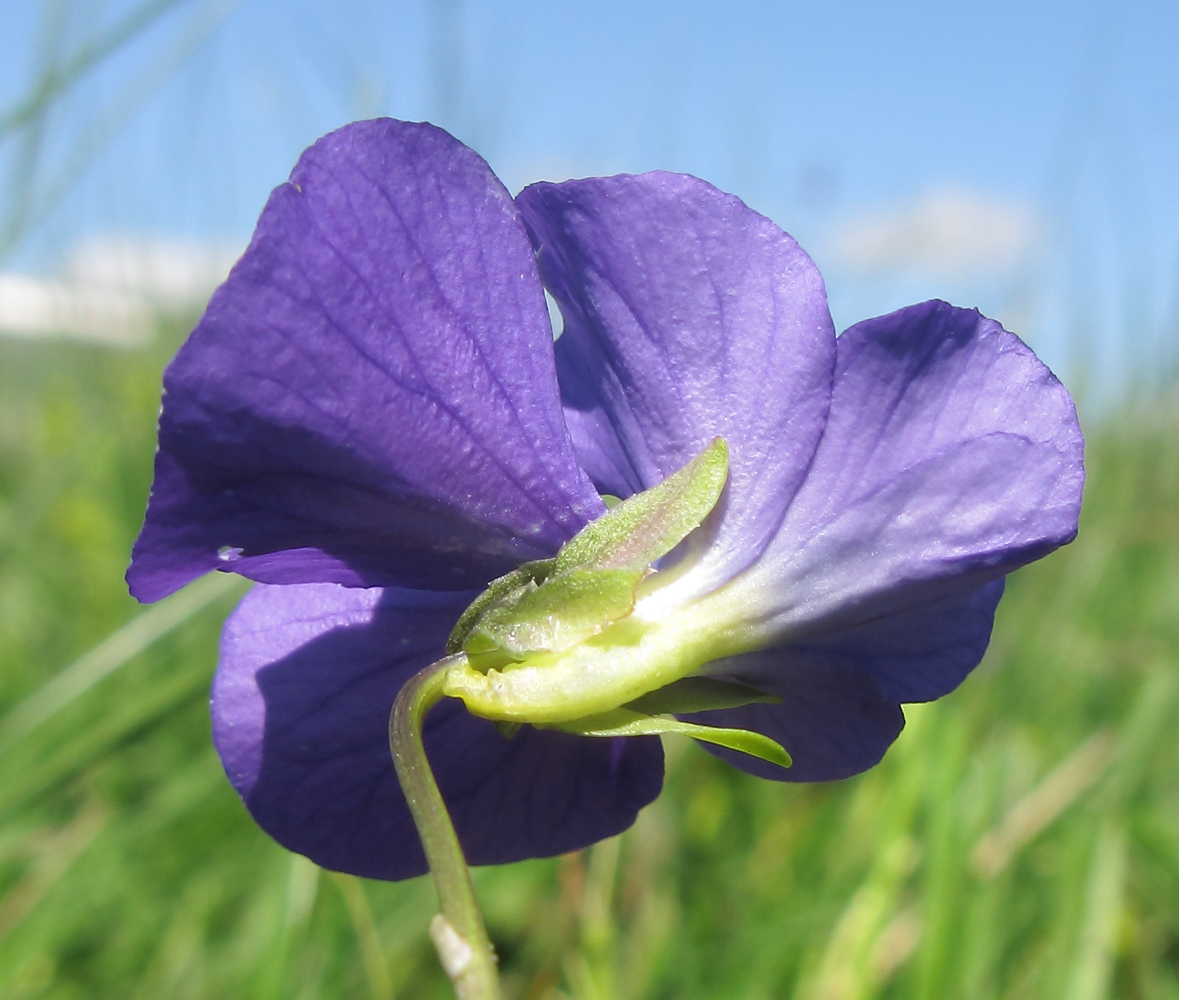 Изображение особи Viola oreades.