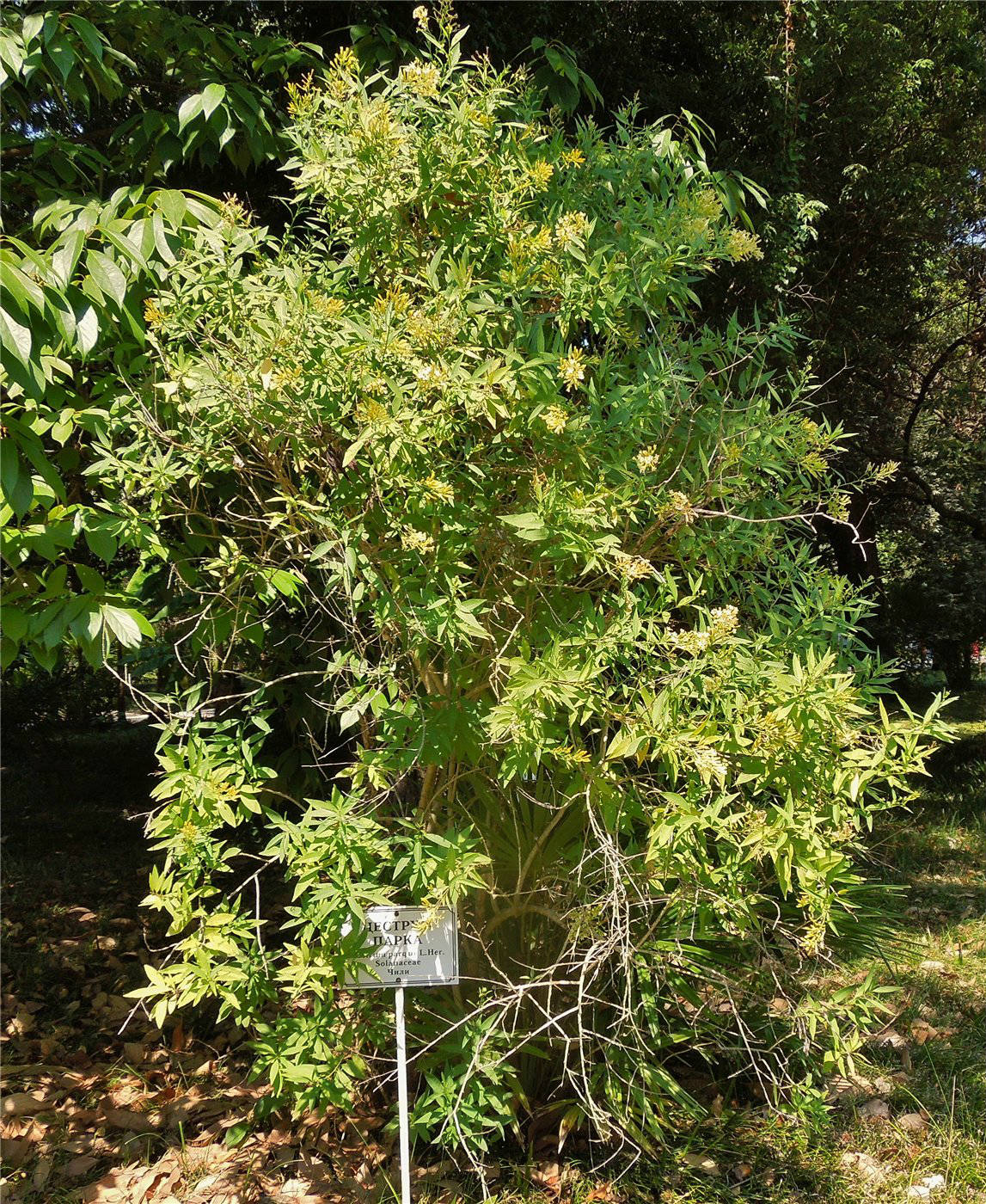 Image of Cestrum parqui specimen.