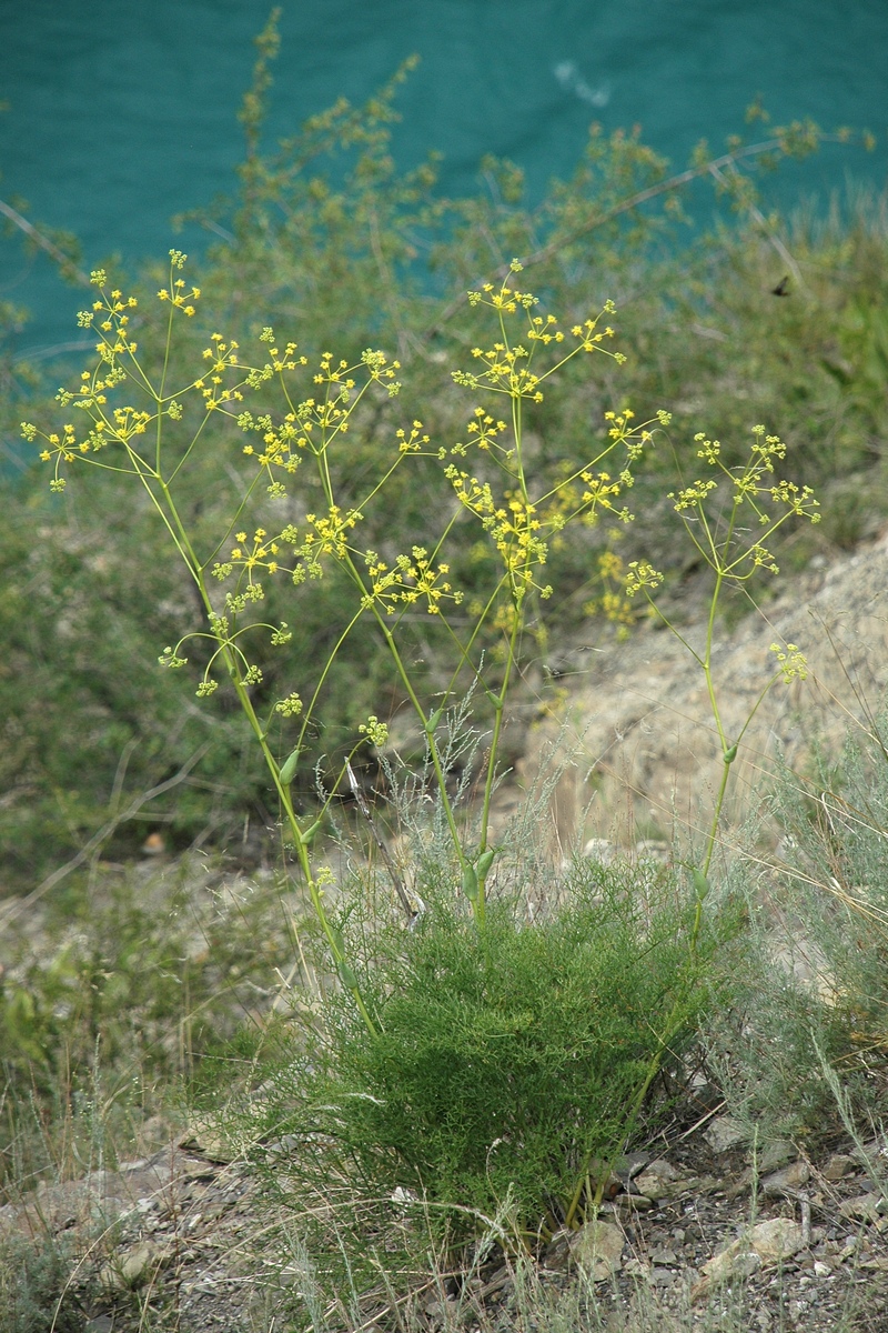 Изображение особи Ferula ovina.