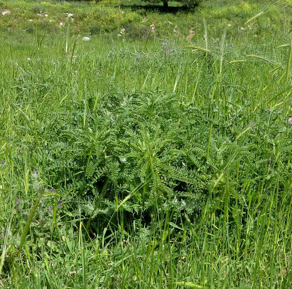 Image of Astragalus macrocarpus specimen.