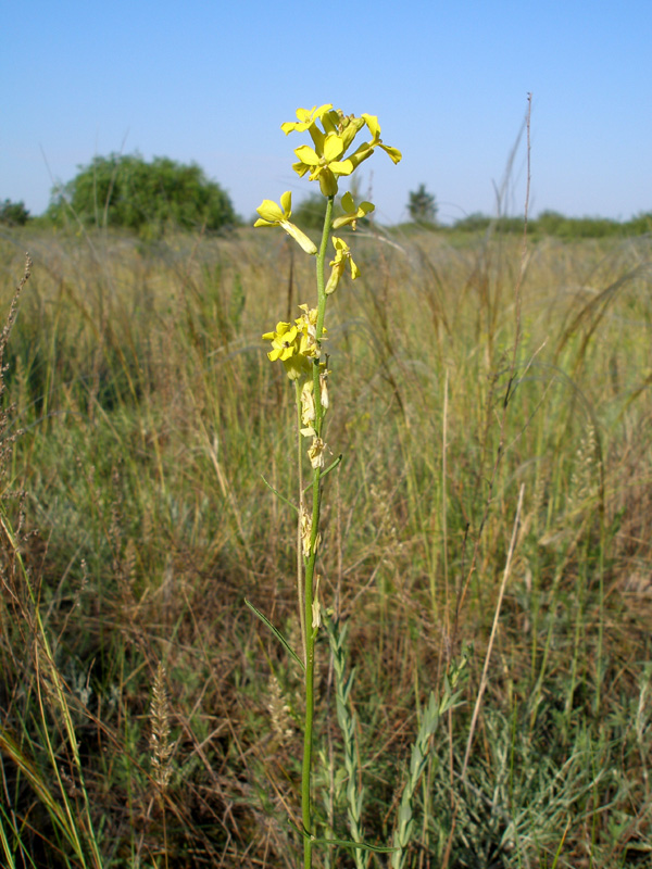 Image of Syrenia cana specimen.