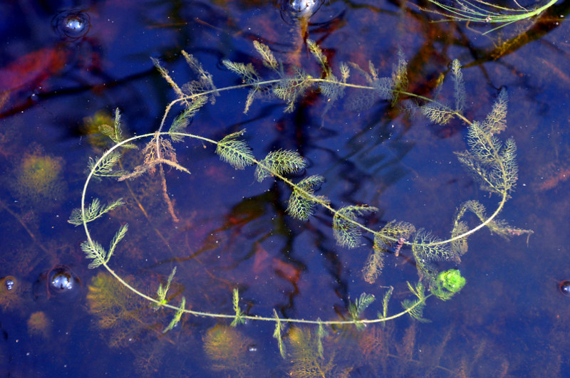 Изображение особи Utricularia vulgaris.