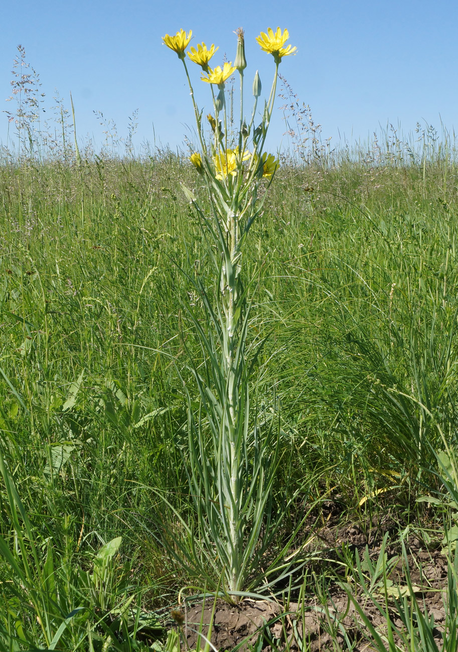 Изображение особи Tragopogon orientalis.