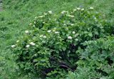 Viburnum lantana