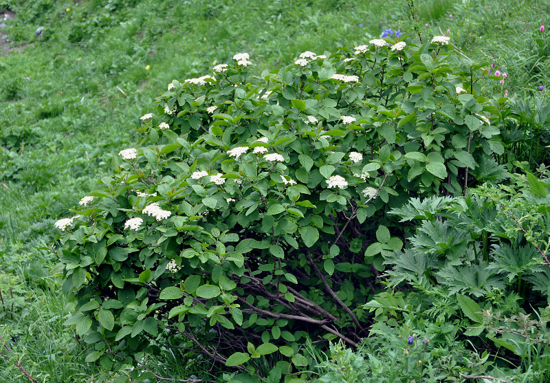 Изображение особи Viburnum lantana.