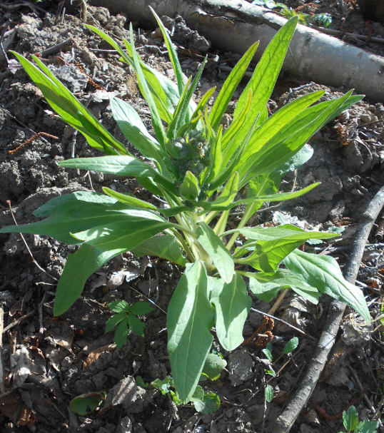 Image of Solenanthus biebersteinii specimen.