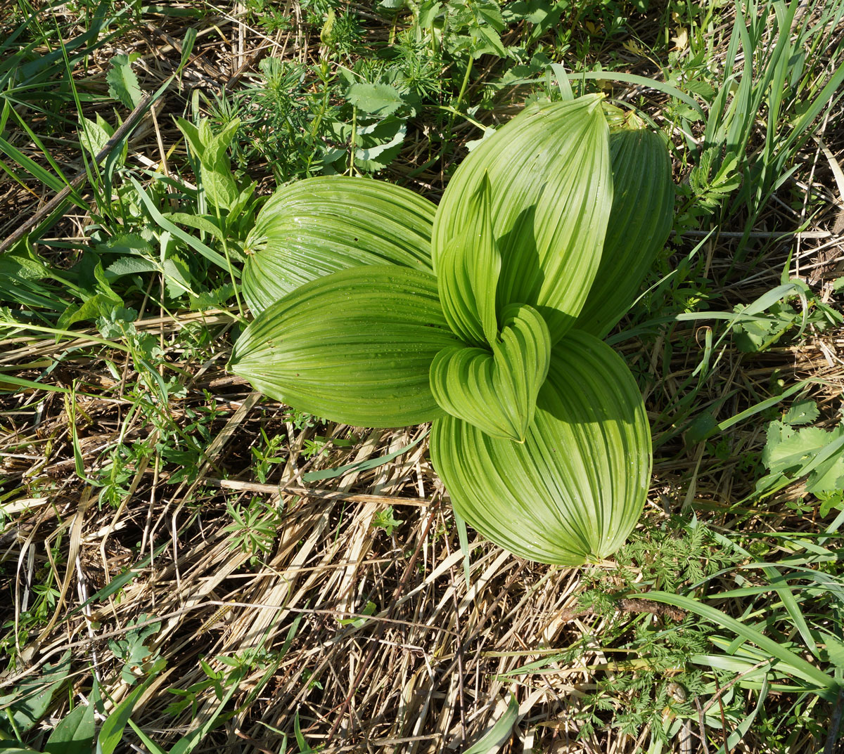 Изображение особи Veratrum nigrum.