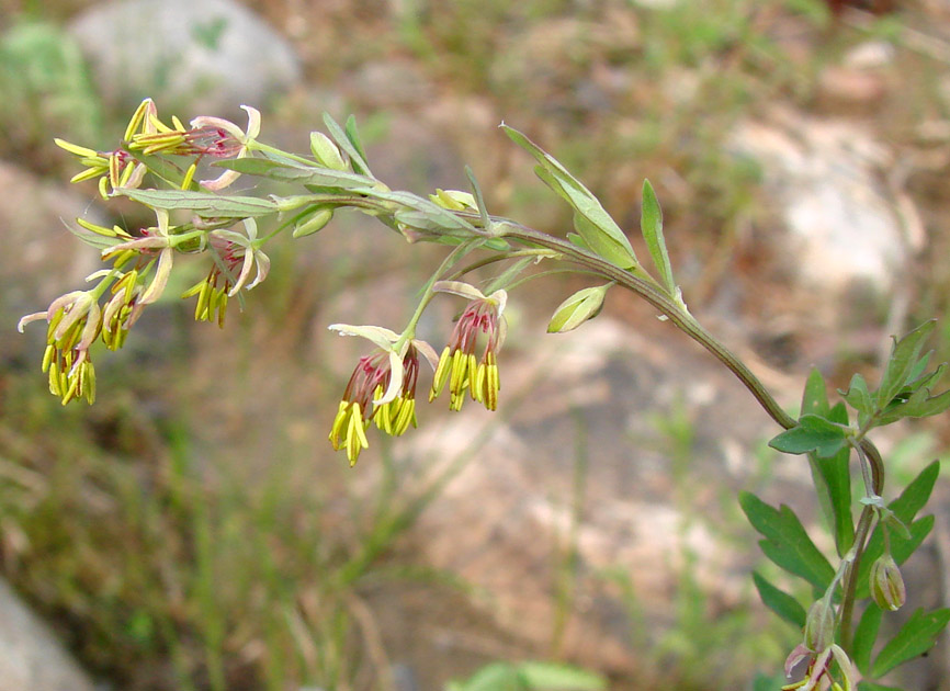 Изображение особи Thalictrum simplex.