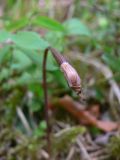 Calypso bulbosa. Плод. Свердловская обл., окр. г. Североуральск, травяно-моховой сосняк с елью на известняках. 06.06.2007.