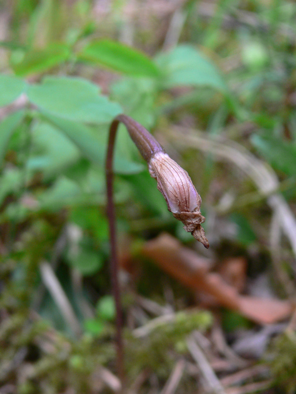 Image of Calypso bulbosa specimen.