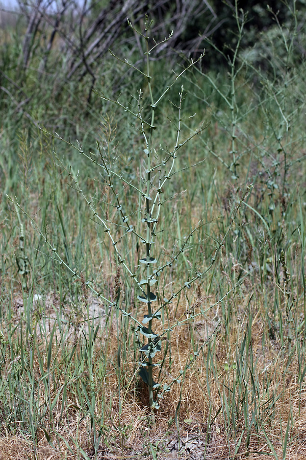 Image of Limonium reniforme specimen.