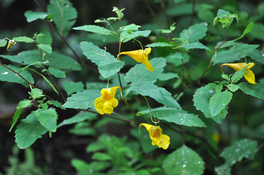 Image of Impatiens noli-tangere specimen.